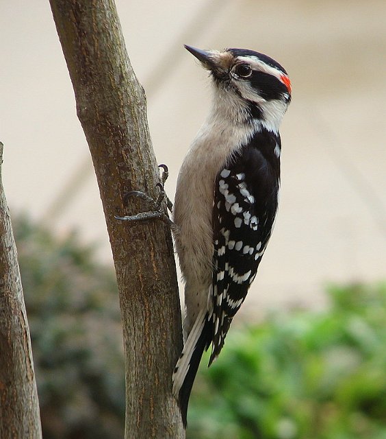 420_Downy Woodpecker